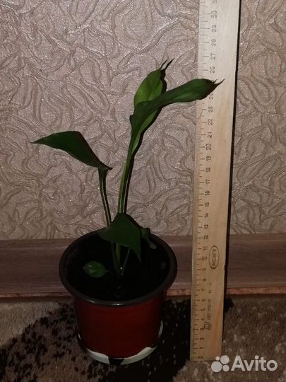 Спатифиллум