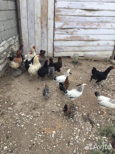 Куры несушки