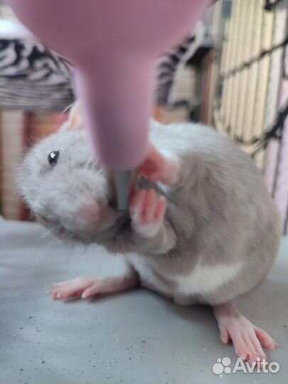 Крыса Бисквит, Агути ручная