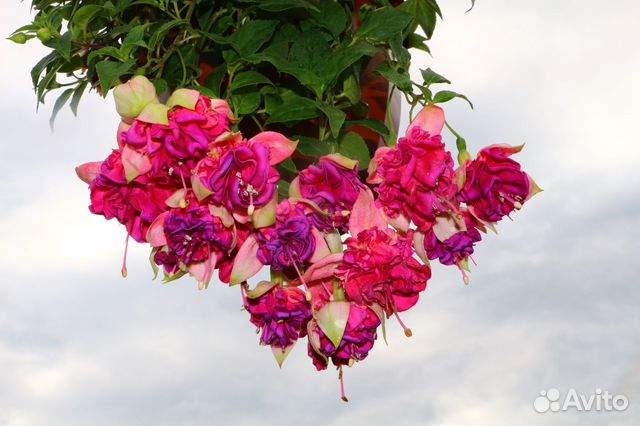 Сортовые фуксии