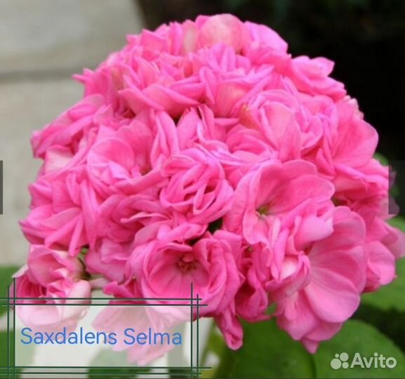 Пеларгонии сортовые