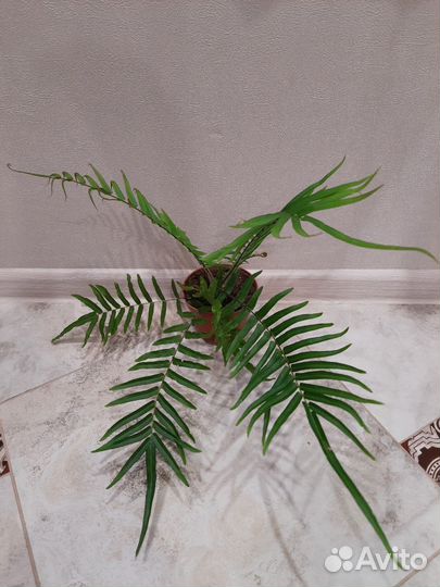 Птерис Логинфолия