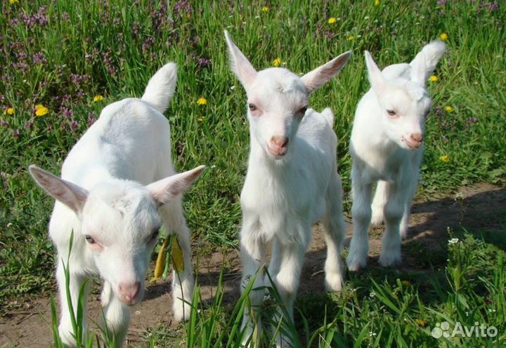 Зааненские козы и козлята