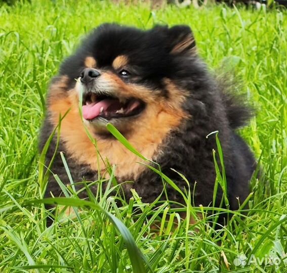 Маленькая собака