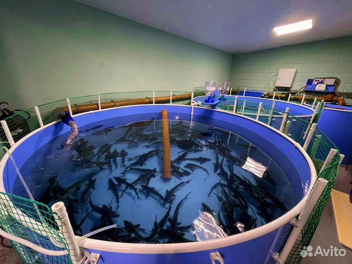 Узв для разведения рыбы