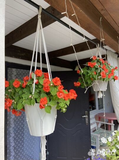 Бальзамин Герань