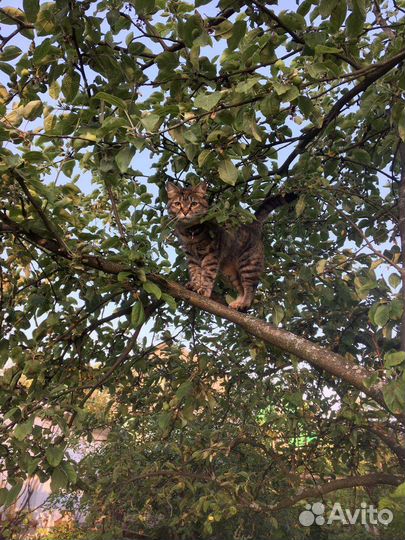 Кошки в добрые руки