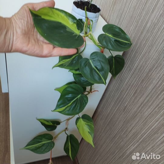 Филодендрон лазящий