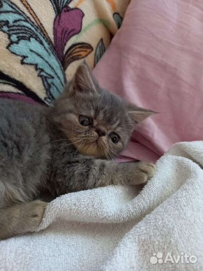Котята экзоты