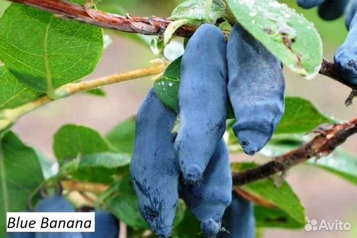Жимолость Blue Banana в горшке р9