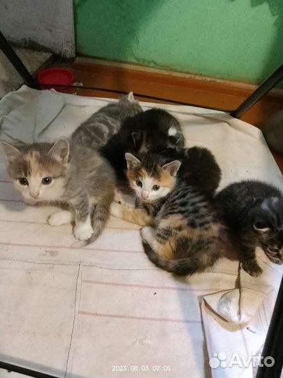 Котята