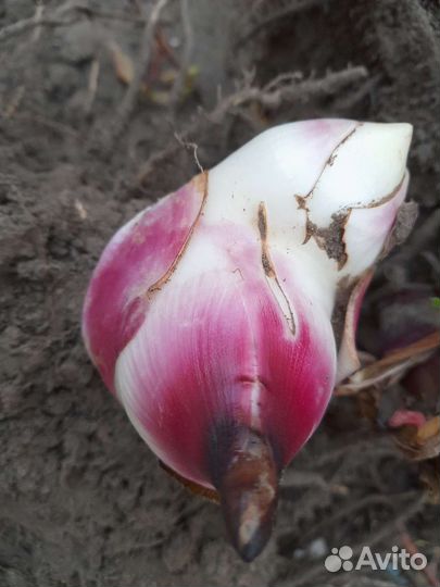 Цветы канны