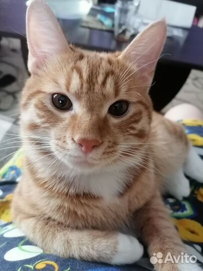 Коты для вязки