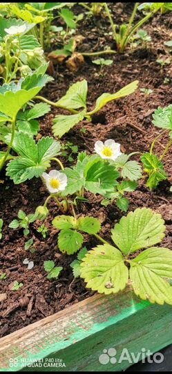 Рассады саженца клубники гигантелла