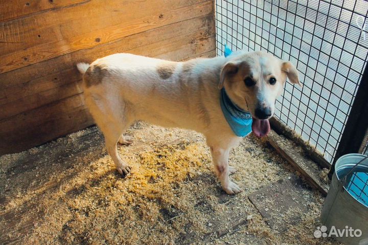 Добрая Дея в добрые руки