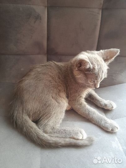 Кот и кошечка