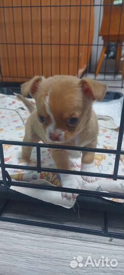 Щенок Чихуахуа мини