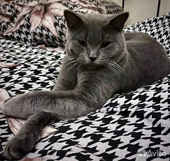 Кот поямоухий британец