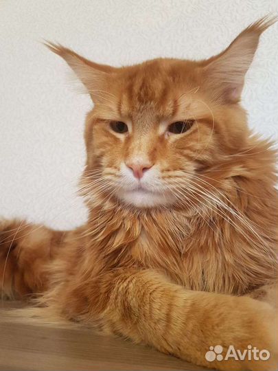 Вязка мейнкун