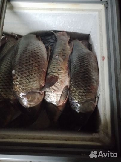 Рыба свежая