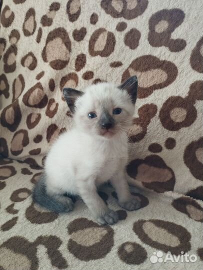 Отдам в добрые руки