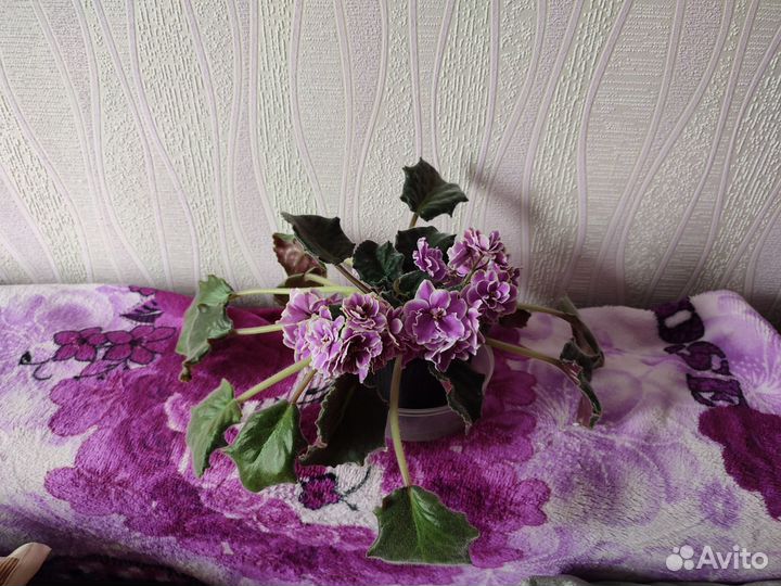 Цветущая фиалка