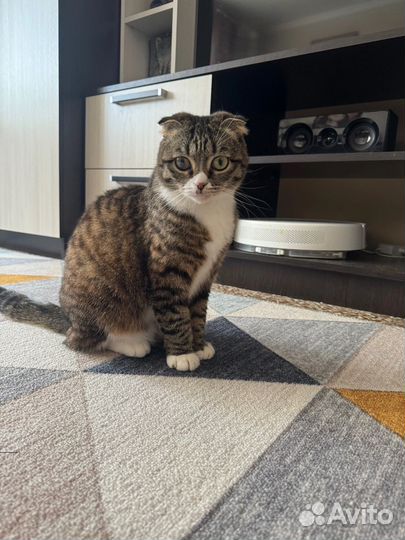 Вислоухая кошечка
