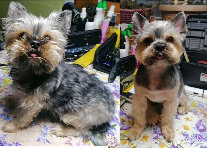 Стрижка кошек и собак