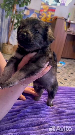 Щенки -1.5 месяца