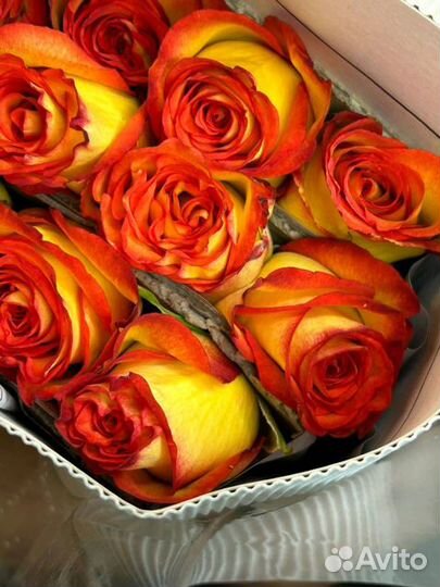 Роза Эквадор Оптом и в розницу