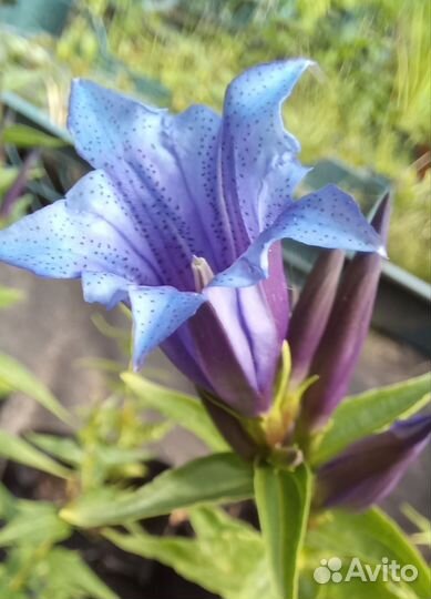 Горечавка ластовневая