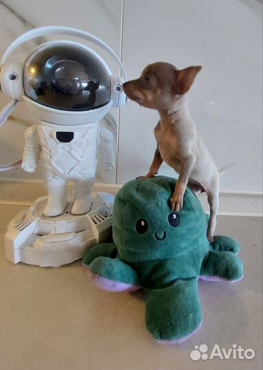 Мини той-терьер