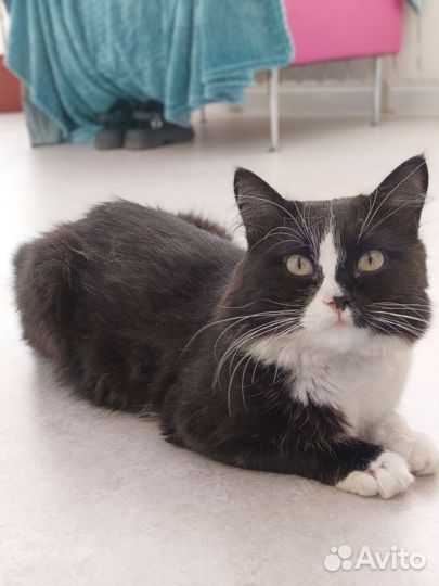 Котик ищет самую добрую маму на свете