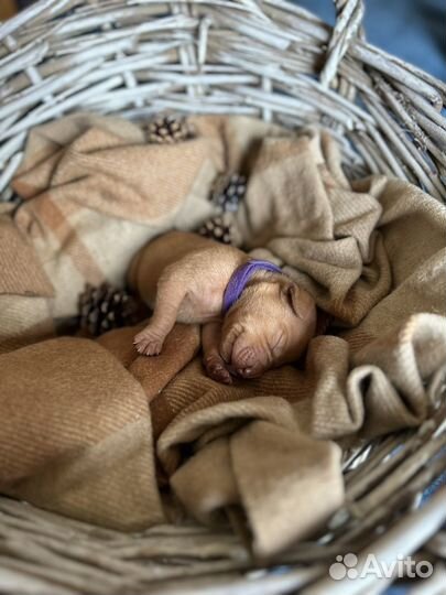 Щенки венгерской выжлы