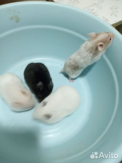 Джунгарские и сирийские хомячки, цветные мыши