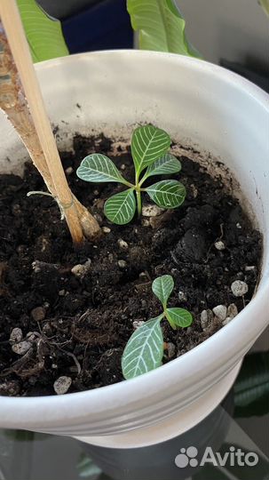 Молочай беложильчатый