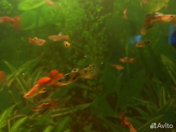 Рыбки гуппи