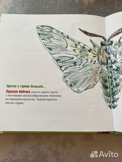 Детские книги Моховичок Бабочка Бурундочок