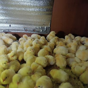 Цыплята бройлеры кобб 500 суточных