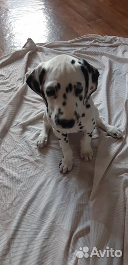 Далматинец щенок