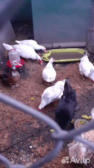 Удобрение качественное(куриный помёт)