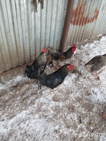 Молодые петухи