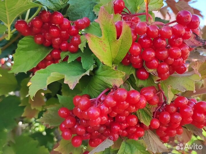 Калина, Сок калины