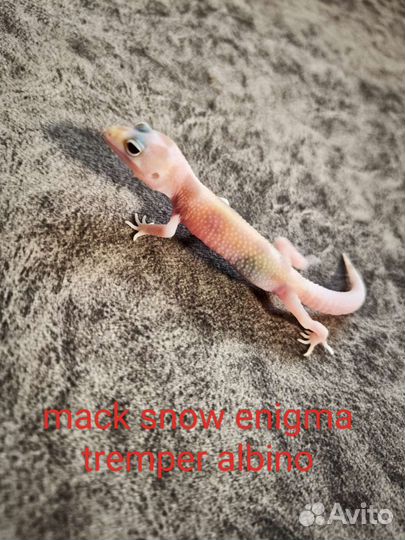 Эублефары самки