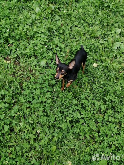 Вязка той-терьер