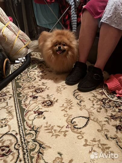 Собака девочка щпиц приглашаем на вязку