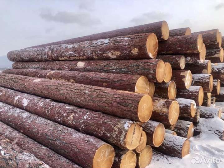 Листвяк кругляк