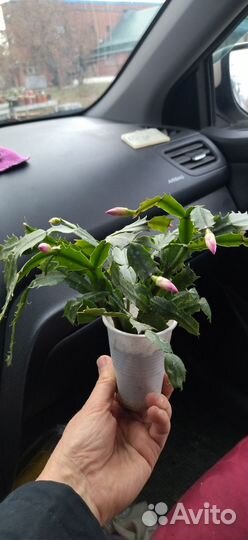 Декабрист шлюмбергера