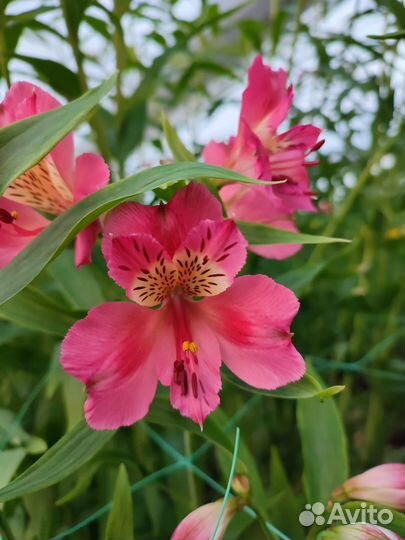 Альстромерия корни