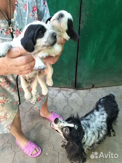 Русский спаниель